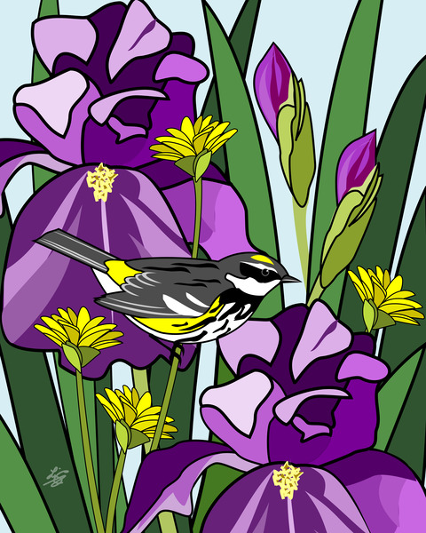 Warbler Among Purple Iris Flower Print