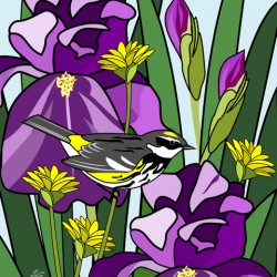 Warbler Among Purple Iris Flower