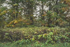 Enchanted by Fall