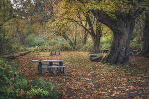 Fall Foliage Picnic Adventure 