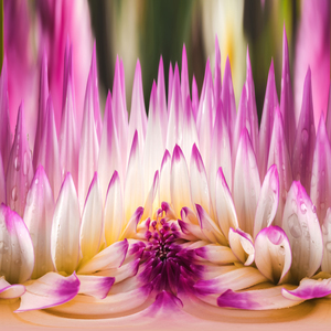 Floral Harmony