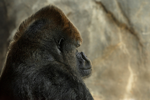 Gorilla Mohawk 