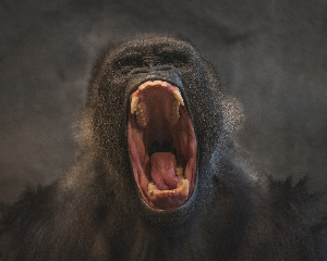 Silverback Roar