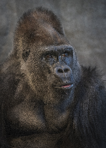 Silverback stare