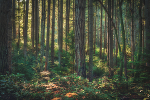 Forest light