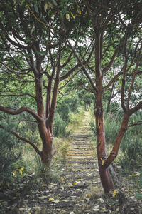 Natures takeover