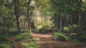 Walk the path