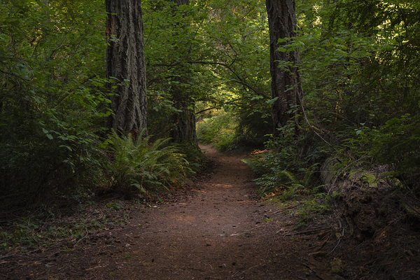 Canopy Way Print