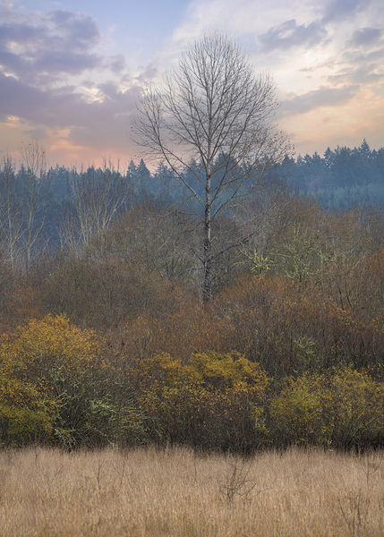 Solitary Splendor by Louis Ruth Photography