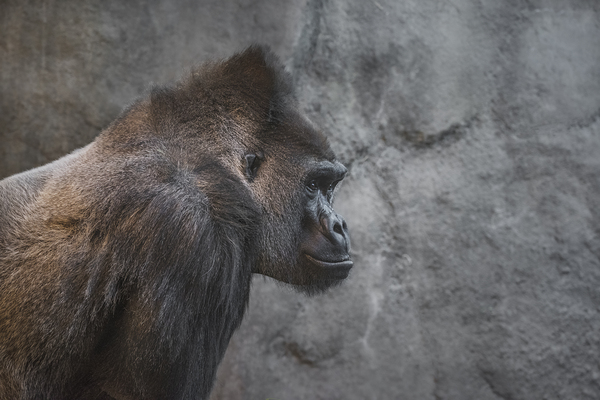 Silverback Print