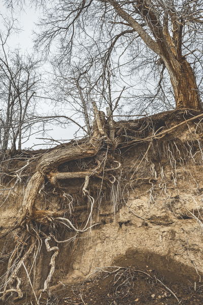 Deep Rooted Print