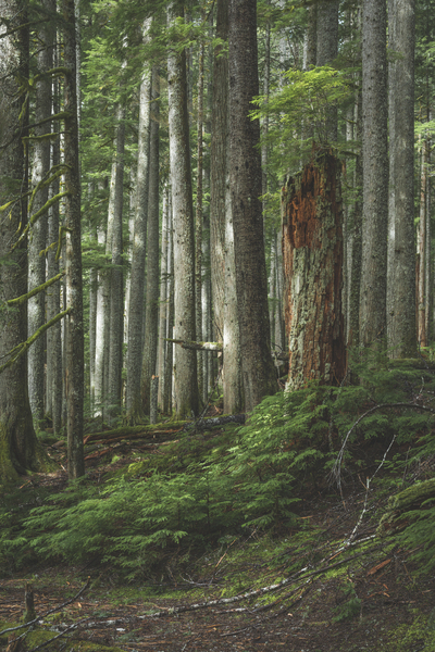 Interpretive Print