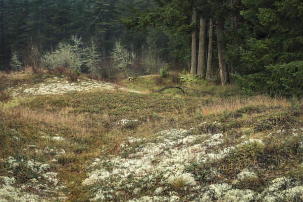 Lichen Lullaby by Louis Ruth Photography