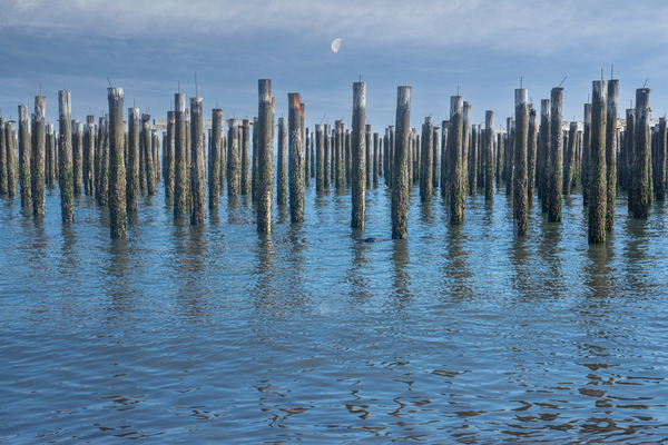 Moonlit blues Print
