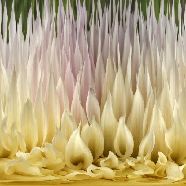 Petal Prism Print