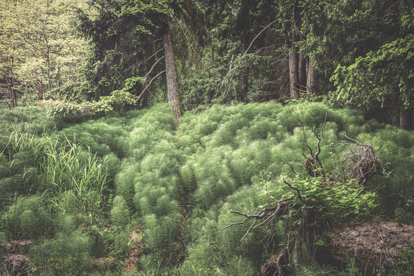 Pillows of horsetails by Louis Ruth Photography