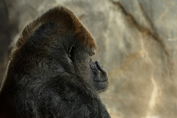 Gorilla Mohawk  Print