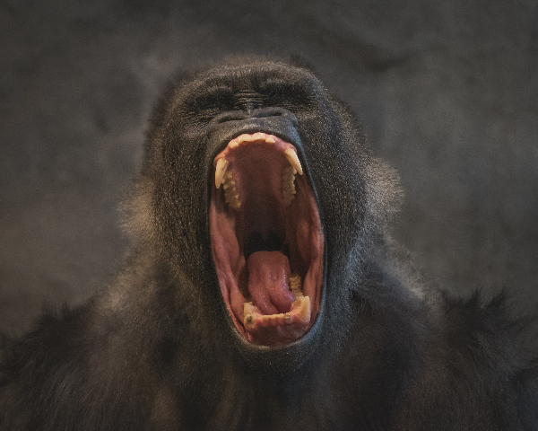 Silverback Roar Print