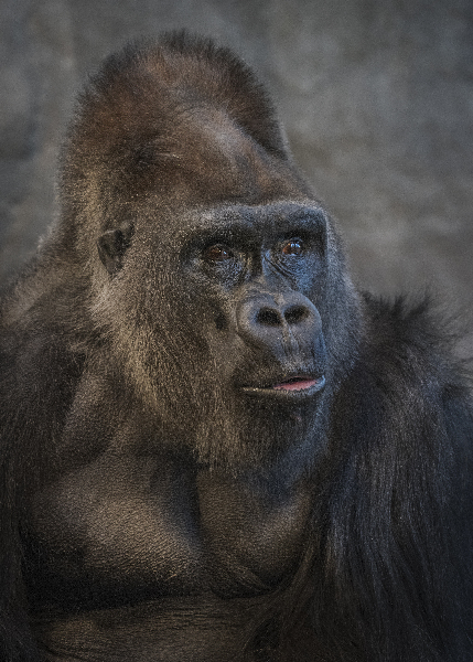 Silverback stare Print
