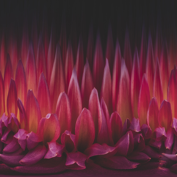 Vivid Dreams Print
