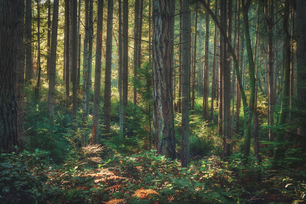 Forest light Print