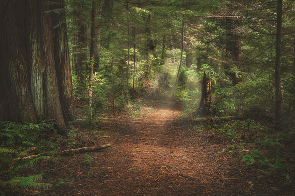 Guiding light Print