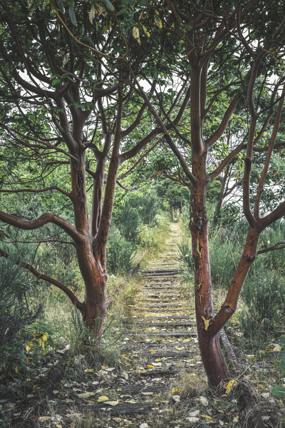Natures takeover Print