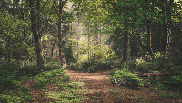 Walk the path Print