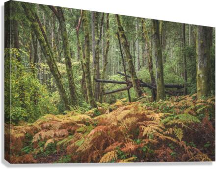Changing seasons Canvas Print