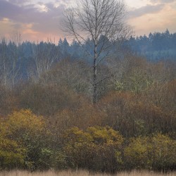Solitary Splendor