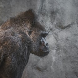 Silverback