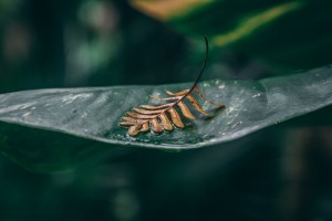 Leafed Alone