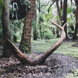 Elder Wood by Stormy Galleries