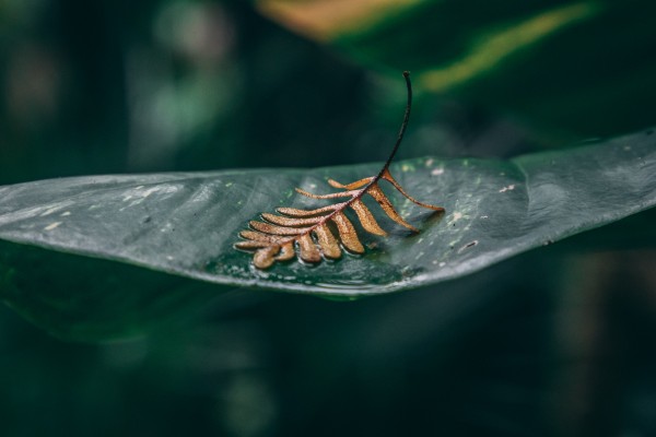 Leafed Alone by Stormy Galleries