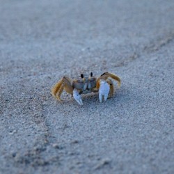 Dont Be Crabby