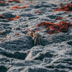 Crabby Critter