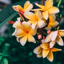Aloha Oe