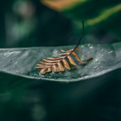 Leafed Alone