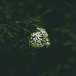 Peak of White