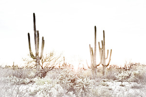 16x24 20160315KW LN Saguaro Park Sunset