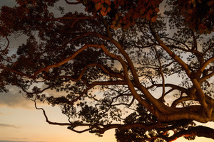 20140813 KW LN Reaching For Dusk