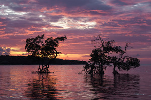 20150315KW LN Roatan Mangroves Sunset