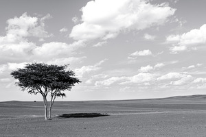 Erg Chebbi Argan BW
