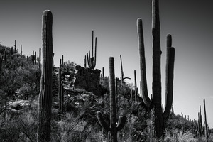 24x16 20220409KW Sabino Canyon BW proofed