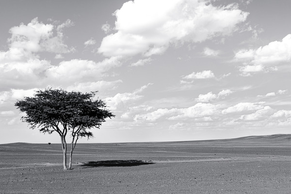 Erg Chebbi Argan BW Print