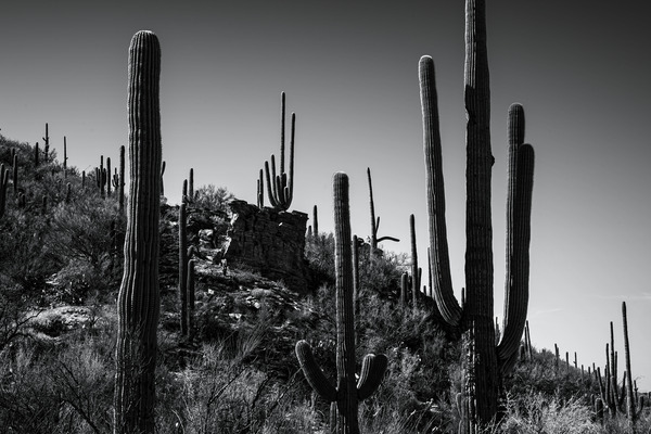 24x16 20220409KW Sabino Canyon BW proofed Print