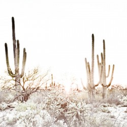 16x24 20160315KW LN Saguaro Park Sunset