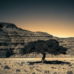 16x24 20170104 KW LN Lone Argan Tree Sunset