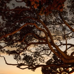 20140813 KW LN Reaching For Dusk