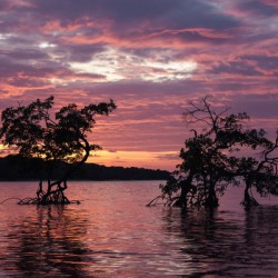 20150315KW LN Roatan Mangroves Sunset